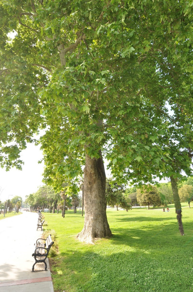 درباره منطقه باکرکوی. استانبول BAKIRKÖY/İSTANBUL
